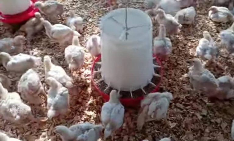 brolier chicken farming in Uganda